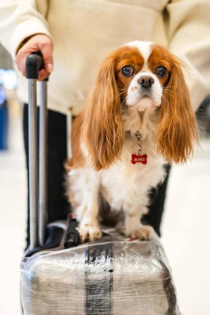 traveling with dog in italy